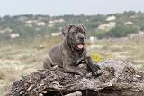 CANE CORSO 228